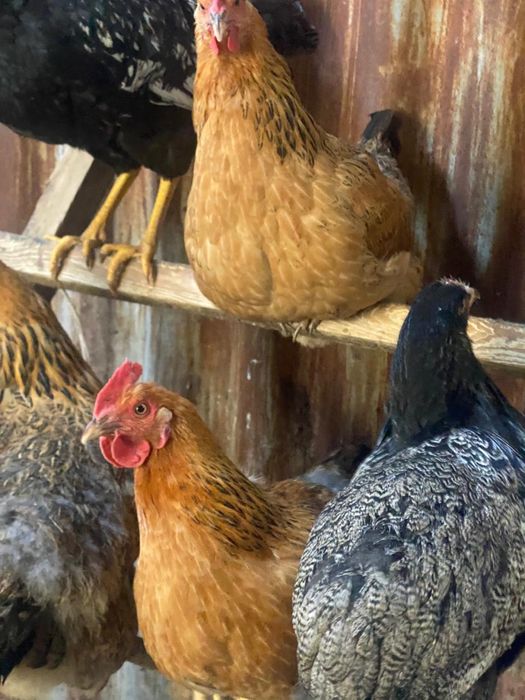 Куры кучинская юбилейная