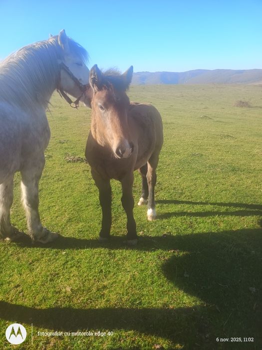 Vând mânză de 4 luni