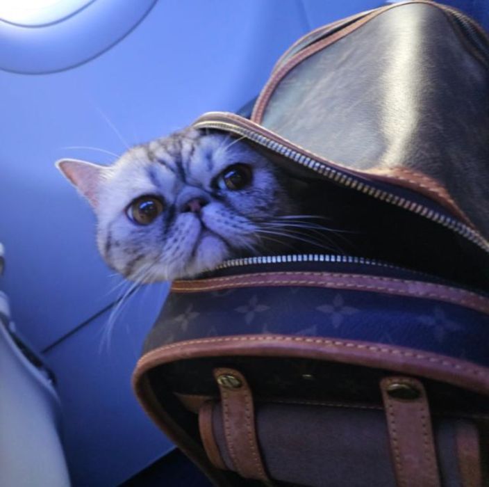 Срочно! В связи с переездом отдам экзота