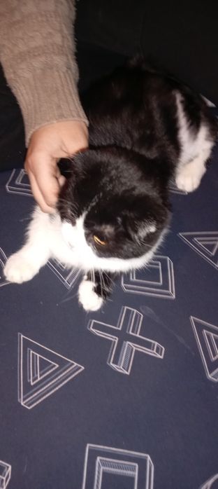 Красивая кошечка