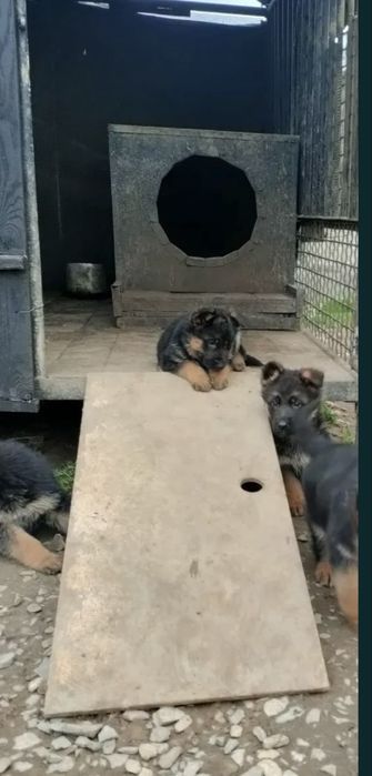 Чистые щенки Немецкой Овчарки