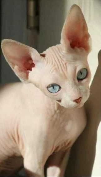 Sphinx pui dragalasi