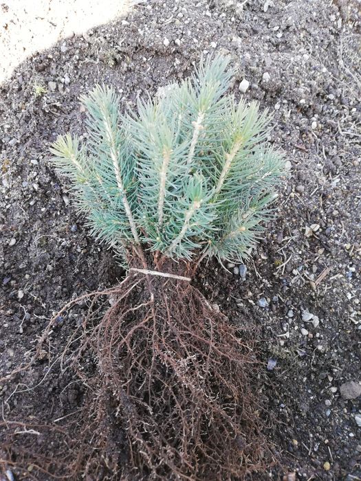 Puieti molid repicat