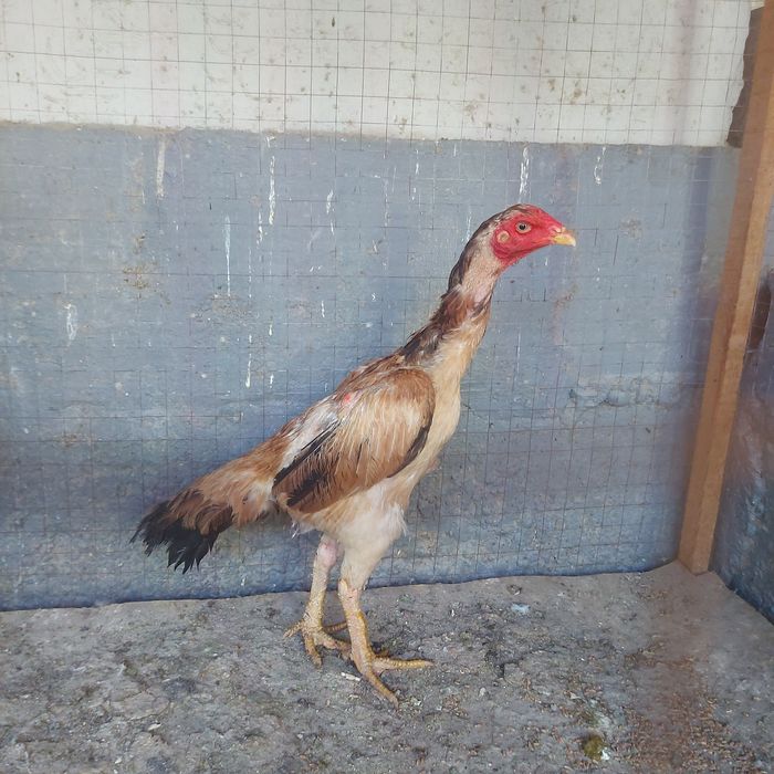 Хинтушка 1.5год мошная курочка