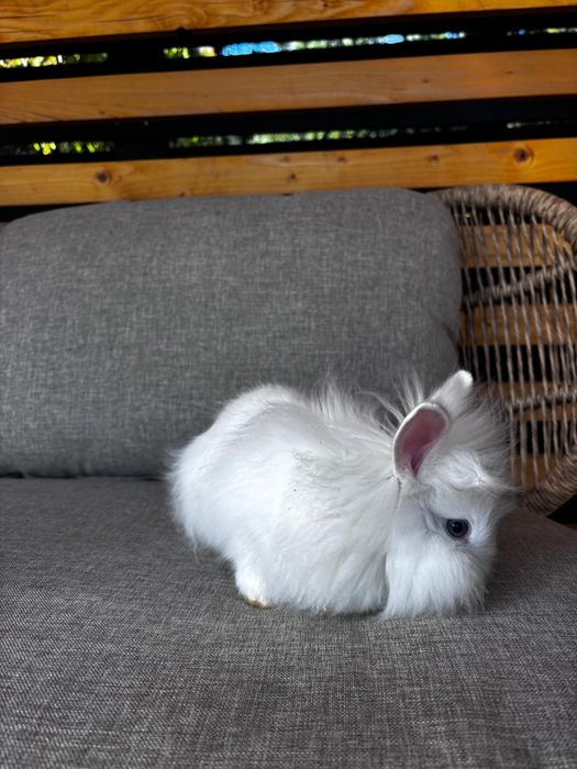 iepuri pitici,au 3 luni, sunt sanatosi