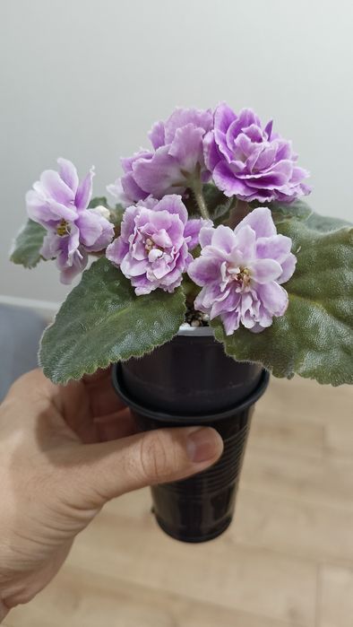 Фиалка сортовая ЕК Вера