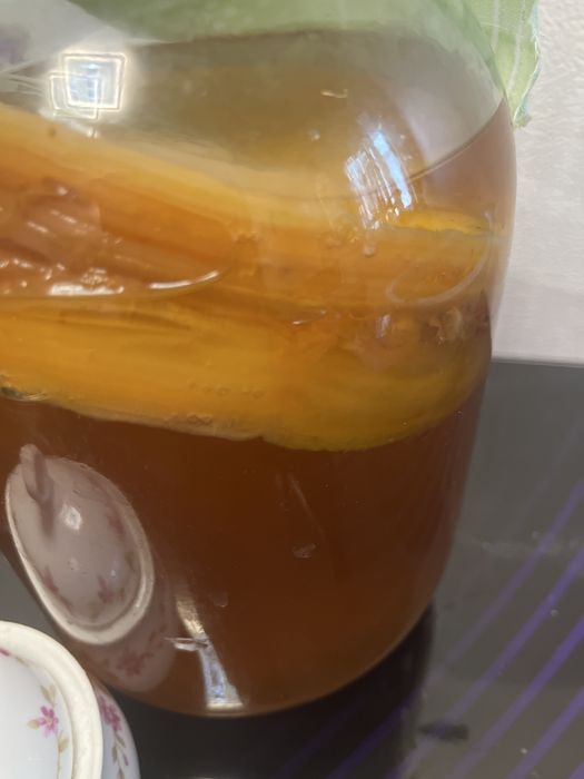 Чайный гриб (комбучу)