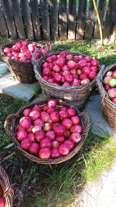 Vînzare mere și pere engross pentru consum