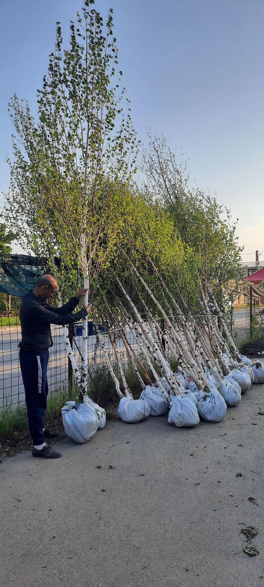 Plante ornamentale diferite