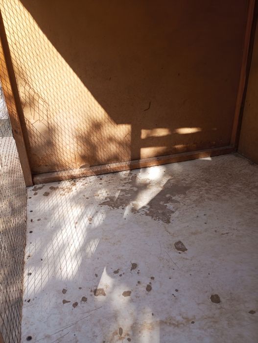 Xoʻrozniy katak sotiladi