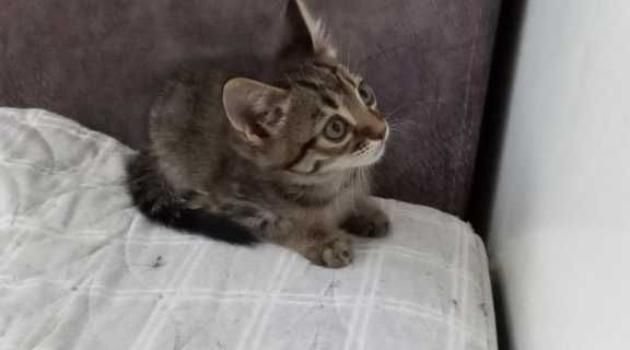 Игривые котята! Ищут добрые ручки!