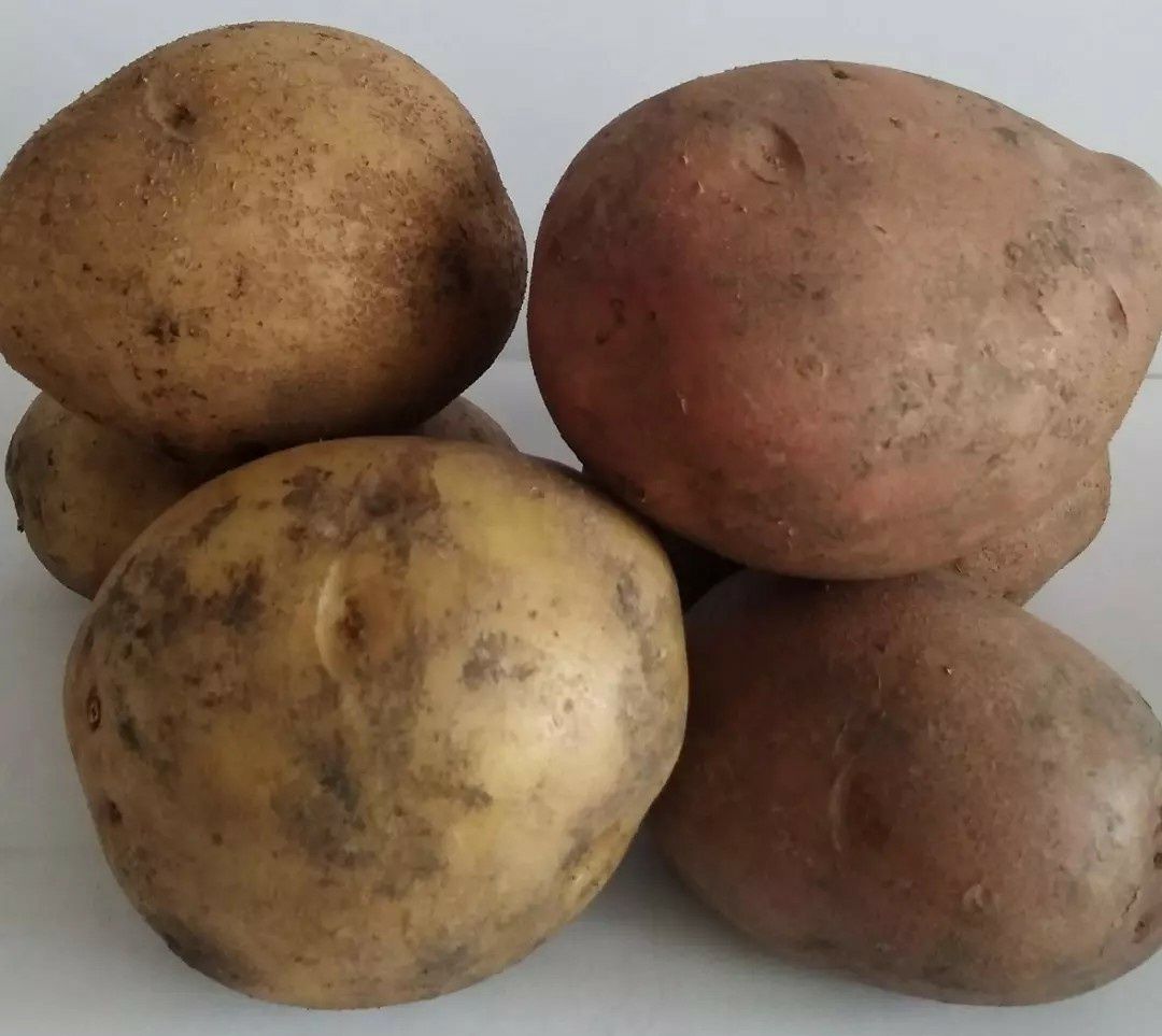 Картофель огородный с доставкой