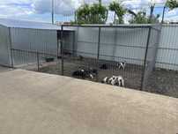 Ofer spre adoptie pui ciobanesc asia centrala