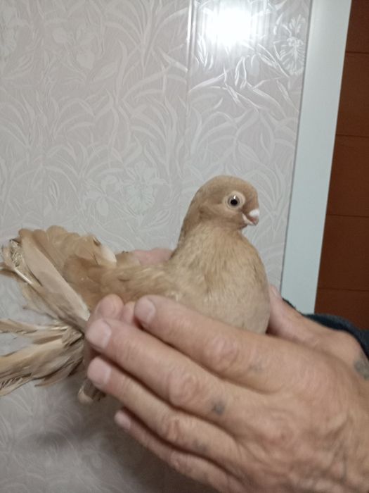 Продам армавиров.