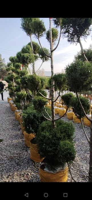 Archa. Ель. Shaklik archalar optom