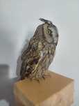 Ciuf de pădure împăiat, bufnita, taxidermie