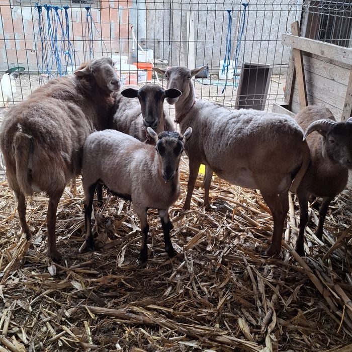 Oi și capre de vanzare ,oi camerun, oi dorper de vanzare .