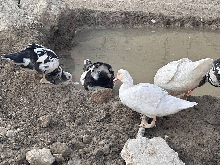 #самаркандда сотилади