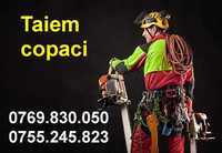 Taiem copaci mari cu alpinisti