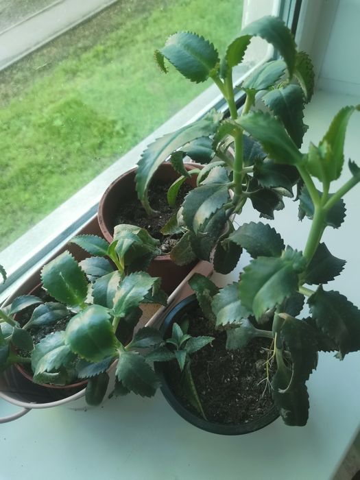 Каланхое дегремона