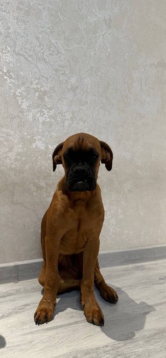 Продаются Щенки немецкого боксера