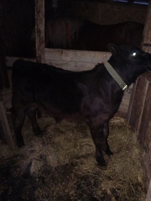 Se vinde carne vițel 3luni .