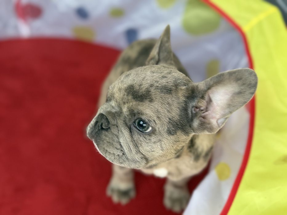Bulldog Francez Merle 3 luni