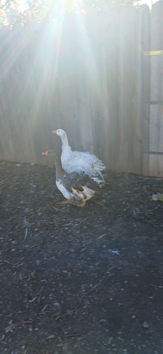 Pereche gâște crețe