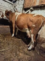 Vând vacă românească