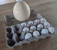 Oua de strut proaspete pentru consum