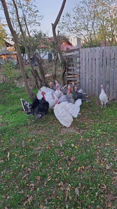 Vând Curcani de țară.