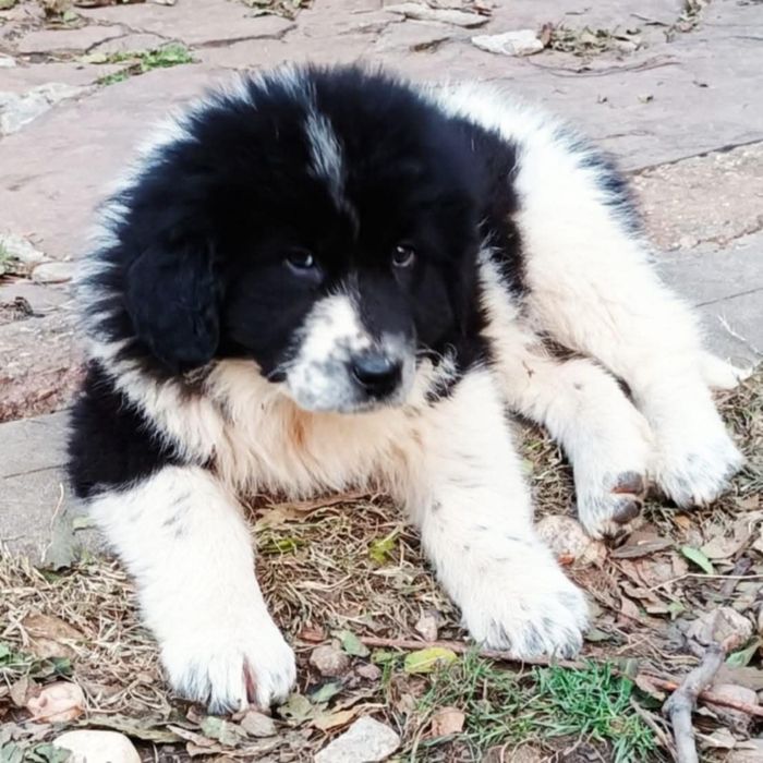 Каракачанка / Българско овчарско куче с родословие