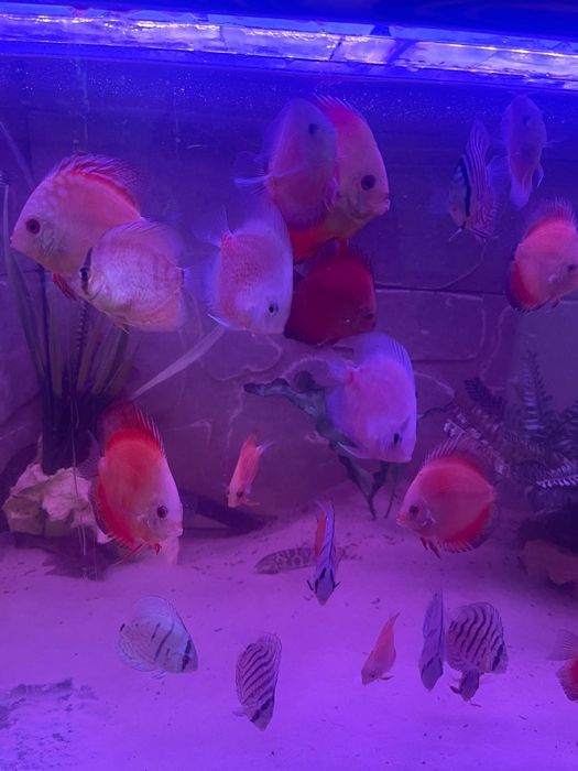 Cichlide Americane Discus