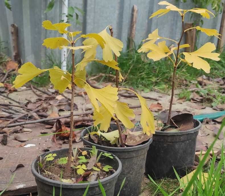 Ginko biloba puieti 2 ani giveci