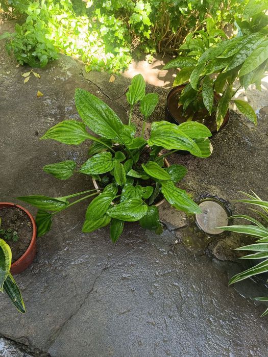 Уй ва офис учун гуллар