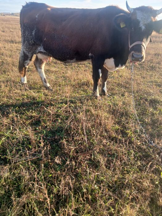 Vând vaca de 6 ani gestanta de5luni