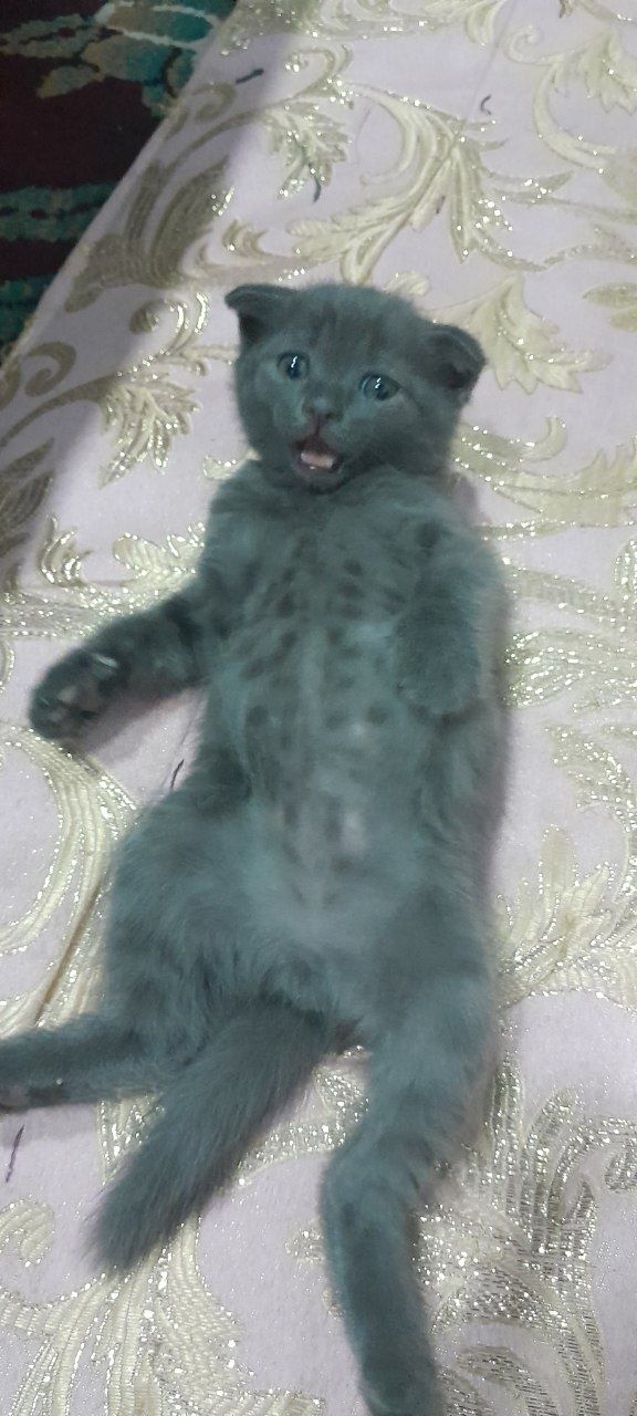 Продаётся котята ждут своих добрых хозяев