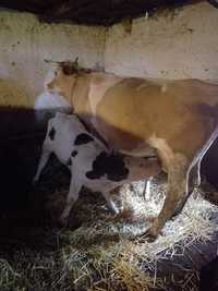 3 vaci cu 3 vieți belgieni și o vițea de 300kg belgiană