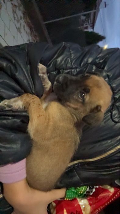 подарявам полу белгийска овчарка