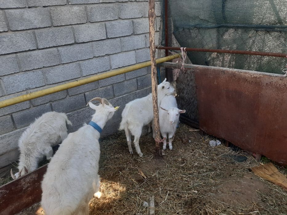 Заанен тұқымды 1 жасар шыбыштар сатылады