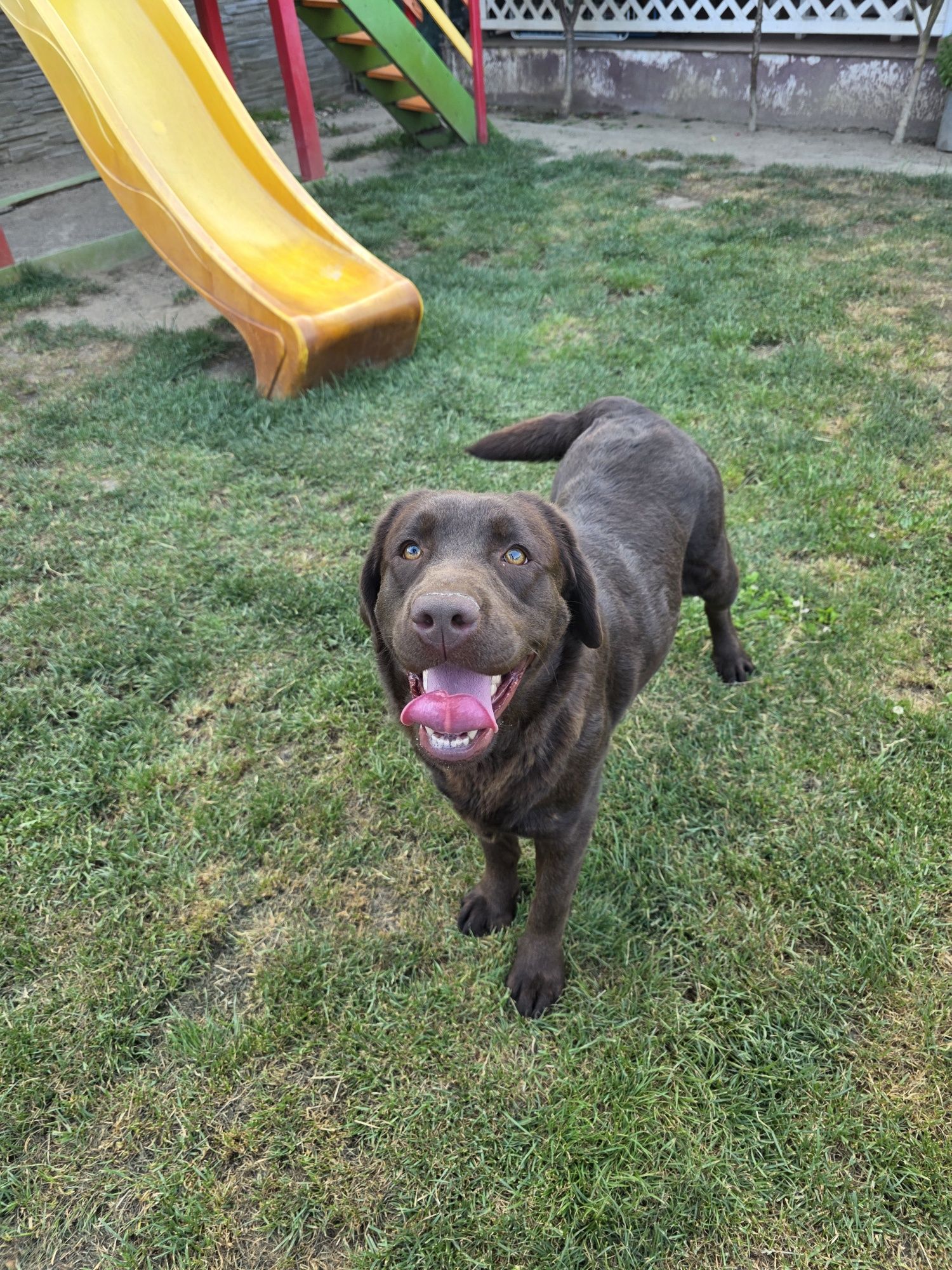 Femela Labrador pedigree FCI Tip A