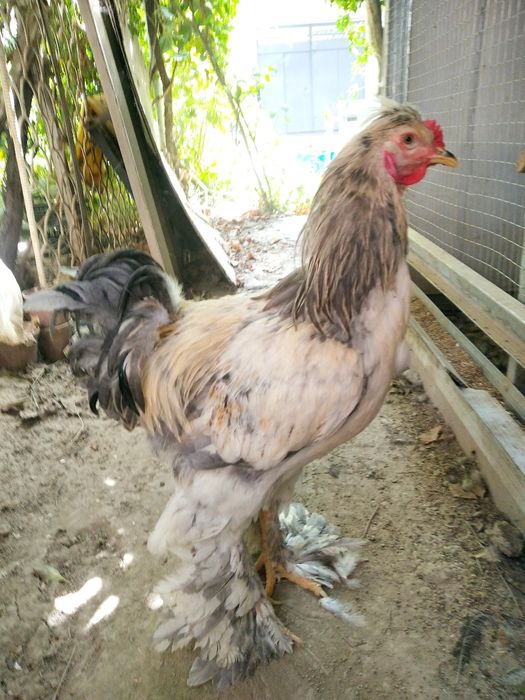 Декор Хорозлар бокишга 8та 3хил рангидан бор