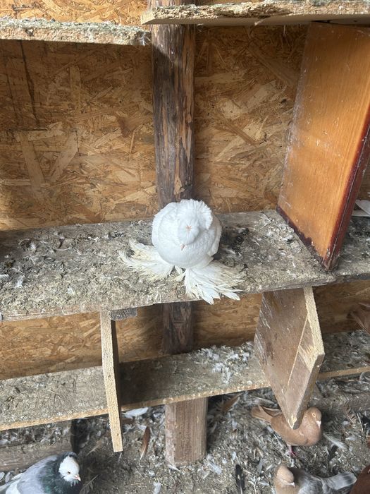 Vand tobosari germani si tobosari de dresla