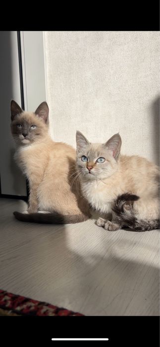 Котята голубо глазые