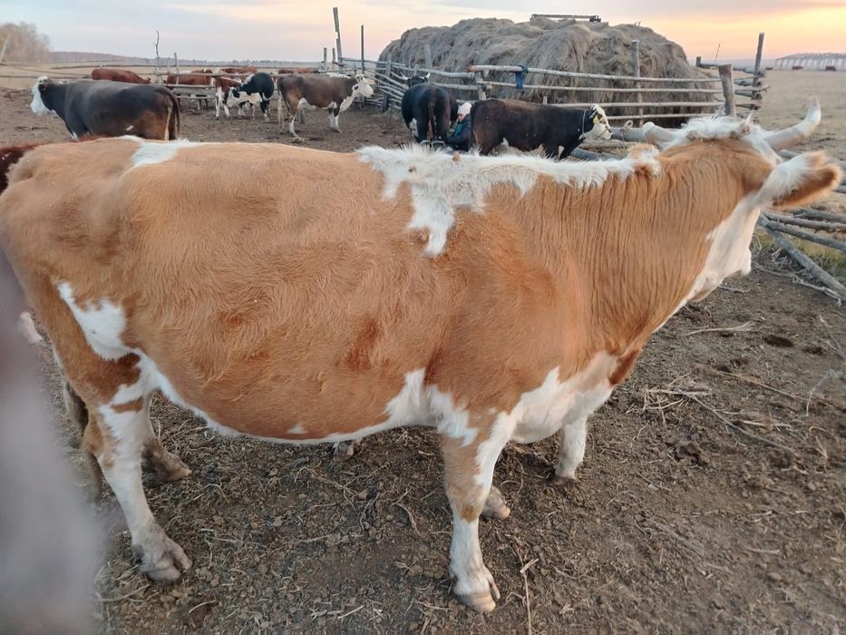 Соғым,  семіз сиыр