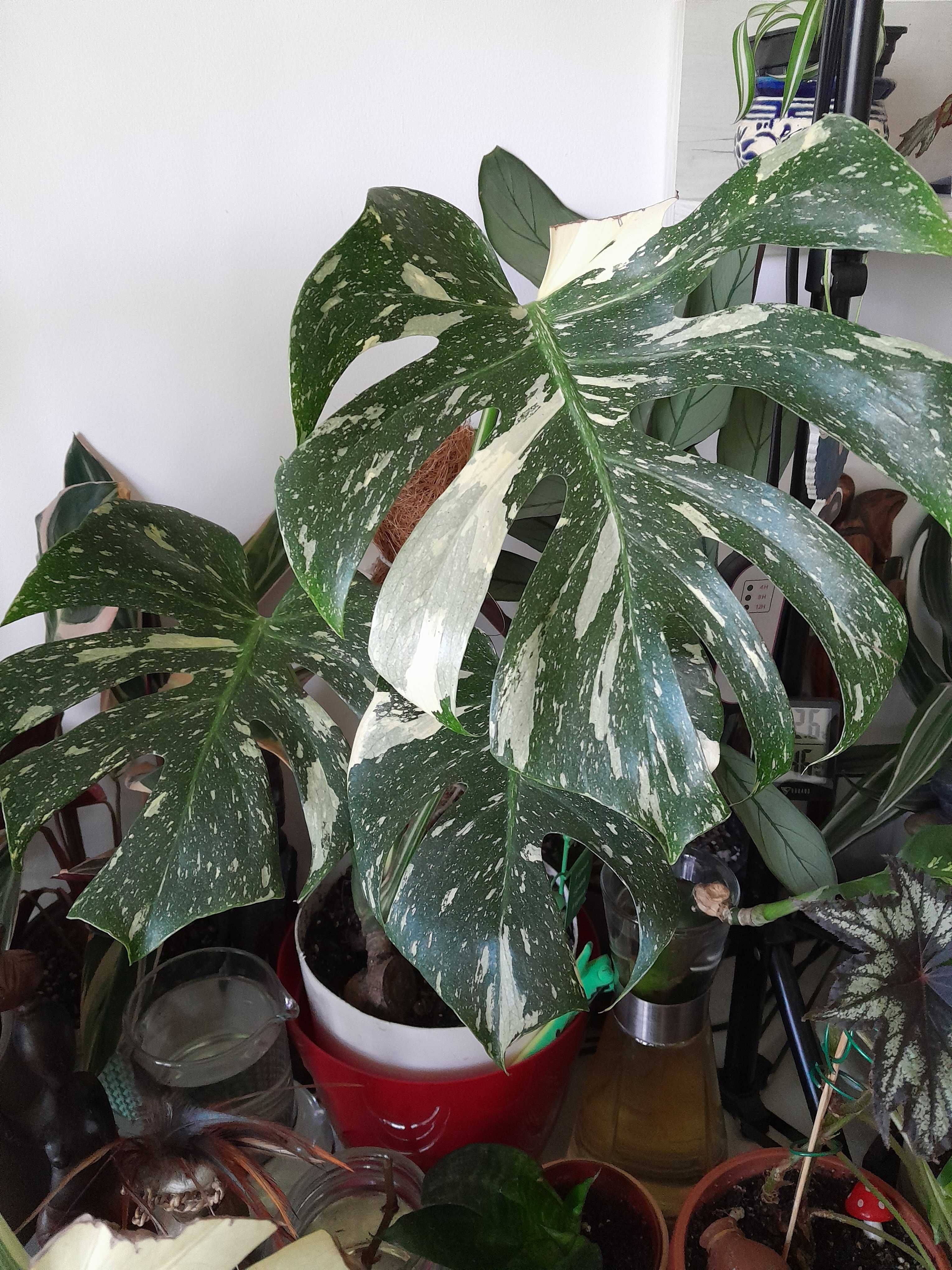 Monstera thai constellation