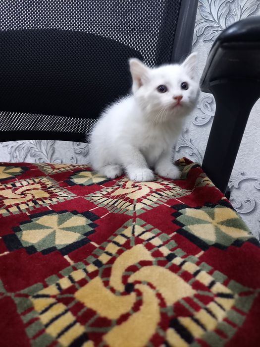 Продаётся   кошка
