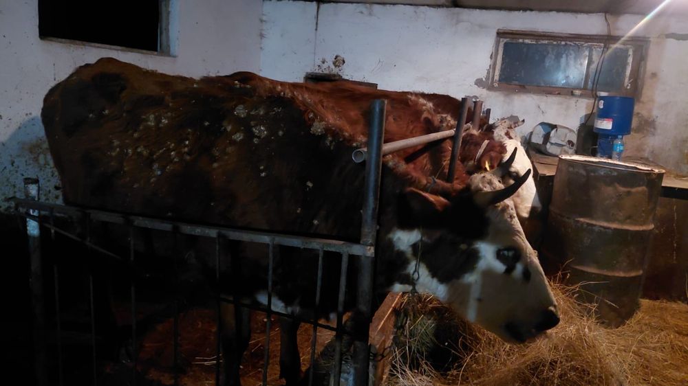 Сиыр сатылады екінші рет бұзаулаиды жас құнажын ,малдануға саьылады