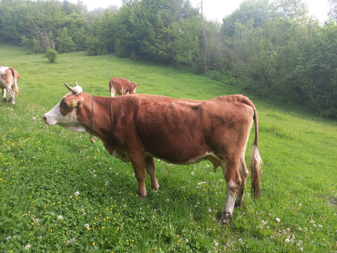 Vand doua juninci si o vaca, baltata romaneasca