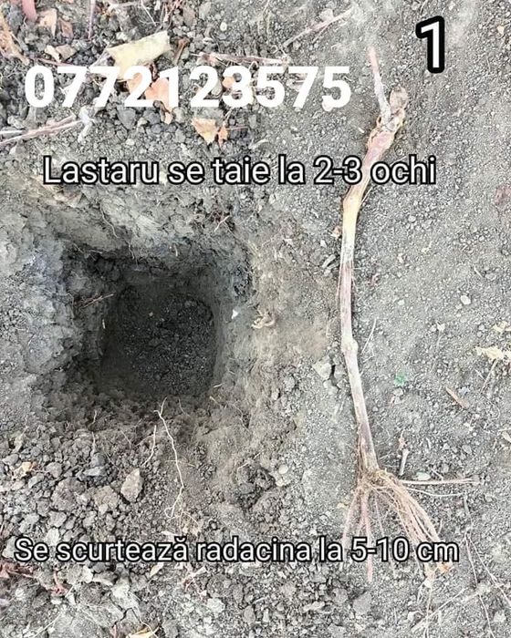 Super oferta la butasi vita de  vie